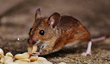 24 Hour & Emergency Exterminators in Banks, OR